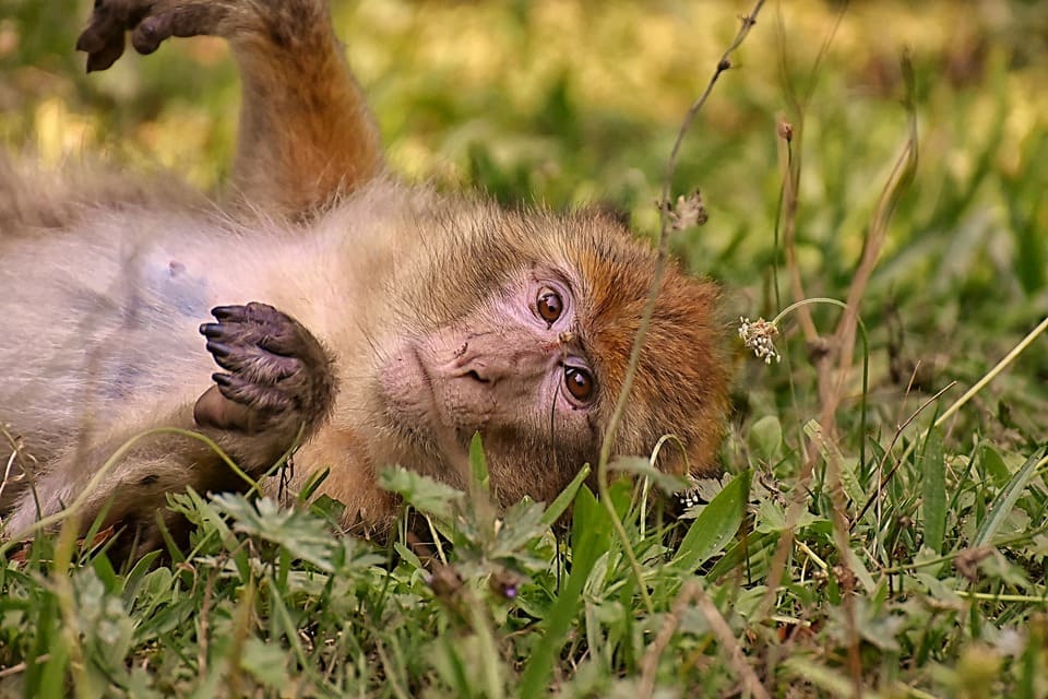 lus de 200 macaques de Barbarie en liberté dans une forêt de 24 ha